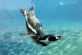 Auk swim Royalty Free Stock Photo