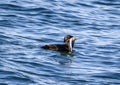 Auklet Bird with fish in mouth Royalty Free Stock Photo