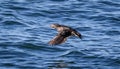 Auklet Bird Flying above water Royalty Free Stock Photo