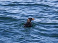 Auklet bird swimming in water Royalty Free Stock Photo