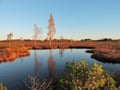 Aukstumalos swamp in autumn , Lithuania Royalty Free Stock Photo