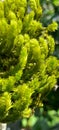 Aulacomnium Palustre moss Royalty Free Stock Photo