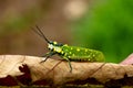 Aularches miliaris or northern spotted grasshopper , close up shot Royalty Free Stock Photo