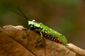 Aularches miliaris or northern spotted grasshopper , close up shot Royalty Free Stock Photo