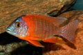 Aulonocara fish Royalty Free Stock Photo