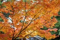 Autumn-foliage special feature, red maples in a park in japan