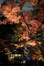 Autumn-foliage special feature, night red maples in Rikugien park in japan Royalty Free Stock Photo