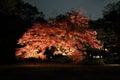 Autumn-foliage special feature, night red maples in Rikugien park in japan Royalty Free Stock Photo