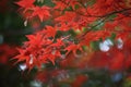Autumn-foliage special feature, red leaf maples in Ueno Park in japan