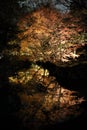 Autumn-foliage special feature, night red maples in Rikugien park in japan Royalty Free Stock Photo