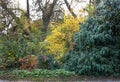 Trees at botanical garden Macea, Arad County - Romania Royalty Free Stock Photo