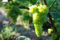 Aunch of grapes on a bright Sunny day.Kishmish grape variety Royalty Free Stock Photo