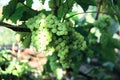 Aunch of grapes on a bright Sunny day.Kishmish grape variety Royalty Free Stock Photo