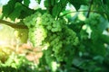 Aunch of grapes on a bright Sunny day.Kishmish grape variety Royalty Free Stock Photo