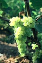 Aunch of grapes on a bright Sunny day.Kishmish grape variety Royalty Free Stock Photo