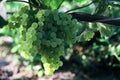 Aunch of grapes on a bright Sunny day.Kishmish grape variety Royalty Free Stock Photo