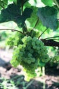 Aunch of grapes on a bright Sunny day.Kishmish grape variety Royalty Free Stock Photo