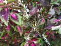 AURANTIA ARGIOPE BLACK YELLOW SPIDER Royalty Free Stock Photo