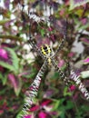 AURANTIA ARGIOPE BLACK YELLOW SPIDER