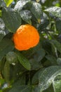 Aurantium citrus fruits