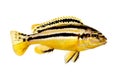 Auratus cichlid Melanochromis auratus golden mbuna aquarium fish isolated