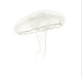 Aurelia aurita also called the common jellyfish against white ba