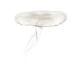 Aurelia aurita also called the common jellyfish against white ba