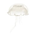 Aurelia aurita also called the common jellyfish against white ba