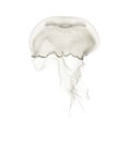 Aurelia aurita also called the common jellyfish against white ba