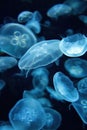 Aurelia aurita (also called the common jellyfish, moon jellyfish Royalty Free Stock Photo