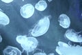 Aurelia aurita also called moon jellyfish, moon jelly or saucer jelly swimming in Aquarium jelly fish tank