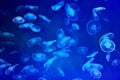 Aurelia aurita in blue light, Jellyfish background. Royalty Free Stock Photo