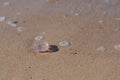 Aurelia aurita common jellyfish, moon jellyfish, moon jelly, saucer jelly lying on the beach Royalty Free Stock Photo