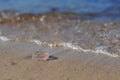 Aurelia aurita common jellyfish, moon jellyfish, moon jelly, saucer jelly lying on the beach Royalty Free Stock Photo