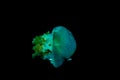 Saltwater jellyfish horizontally moving in water Royalty Free Stock Photo