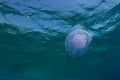 Aurelia jellyfish