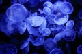 Aurelia labiata, moon jellyfish, in the dark sea water. White blue jellyfish in nature ocean habitat. Water floating bell medusa f Royalty Free Stock Photo