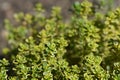 Aureo Lemon Thyme Royalty Free Stock Photo