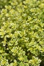 Aureo Lemon Thyme Royalty Free Stock Photo