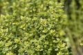 Aureo Lemon Thyme Royalty Free Stock Photo