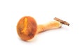 Aureoboletus gentilis mushroom