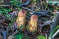 Aureoboletus projectellus, species of bolete fungus in the family Boletaceae.