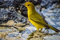 Aureola mangrove warbler seen on Santa Cruz, Galapagos Islands