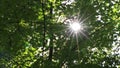 Aureole sun lens flares through green foliage of natural woodland on footpath while hiking tour as rural and scenic idyllic summer