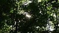 Aureole sun lens flares through green foliage of natural woodland on footpath while hiking tour as rural and scenic idyllic summer