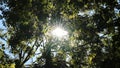 Aureole sun lens flares through green foliage of natural woodland on footpath while hiking tour as rural and scenic idyllic summer