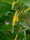 Auri, Earleaf acacia flower