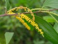 Auri, Earleaf acacia flower