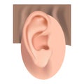 Auricle. Human ear anatomy. Hearing aid.