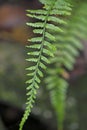 Auricled Spleenwort fern in Fakahatchee Strand Preserve State Park, Florida Royalty Free Stock Photo